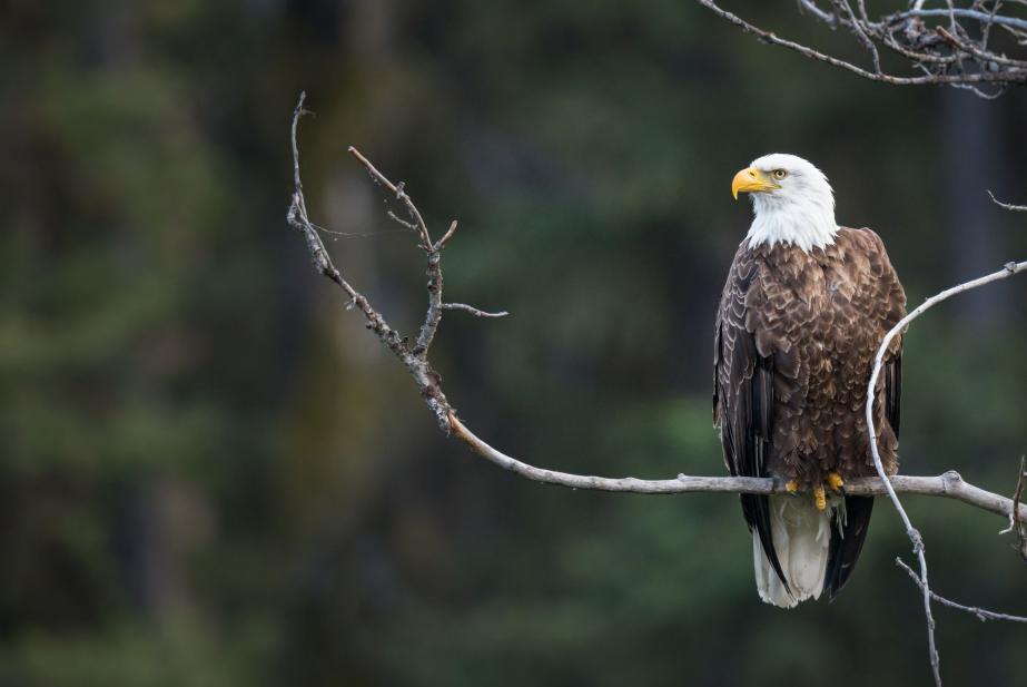 The Eagle of San Agustín - Power, Vision, and Rebirth in Jewelry